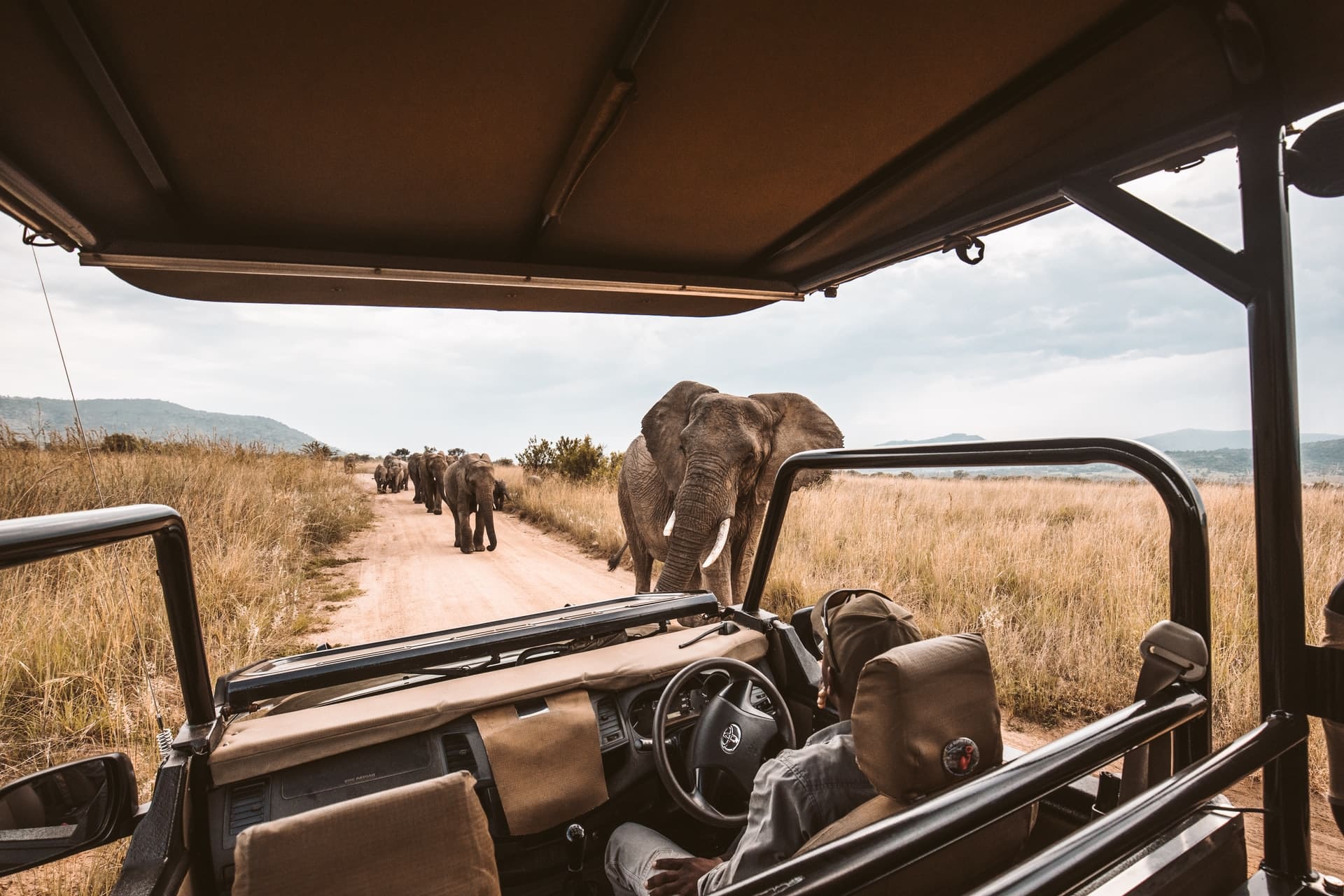 Guided Game Drives