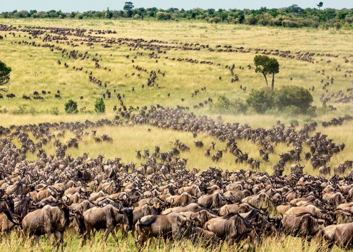 wildebeest migration