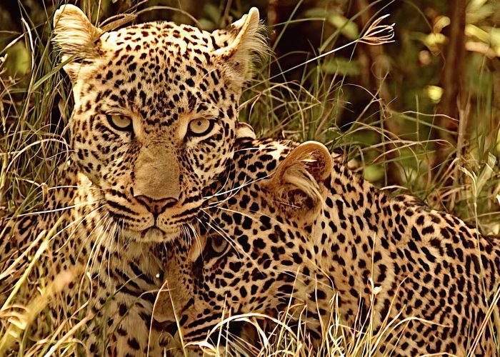 leopard mum and cup in Mara camp